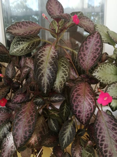  - EPISCIA