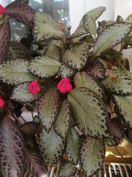  - EPISCIA