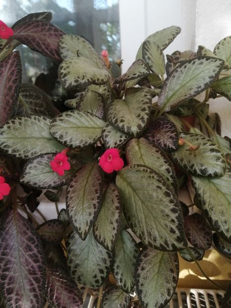  - EPISCIA