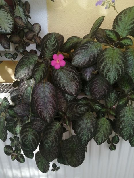  - EPISCIA