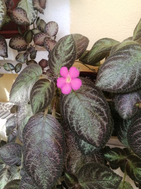  - EPISCIA