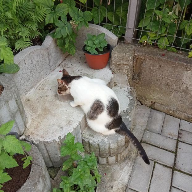 Sunt la masa ! - Pisicuta Pufita