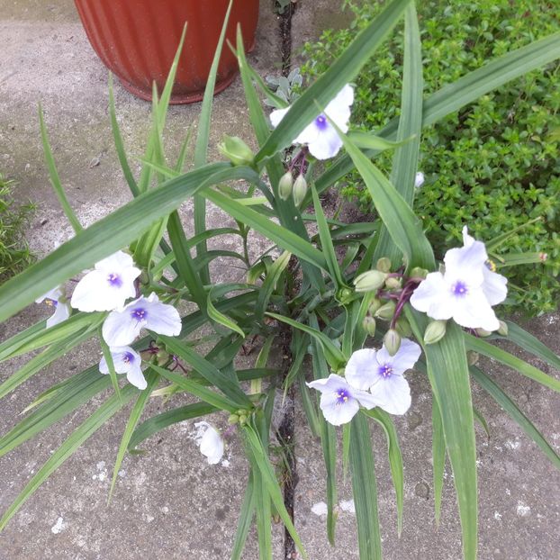 2023 - FLORICELE PE CAMPII