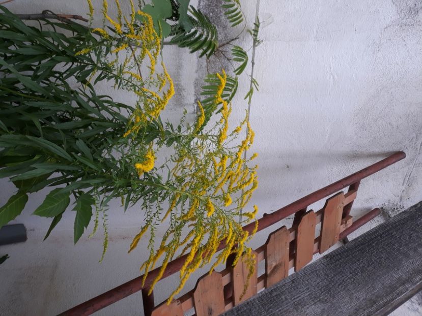  - FLORICELE PE CAMPII