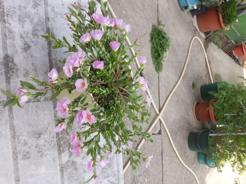 Portulaca umbraticola - FLORICELE PE CAMPII