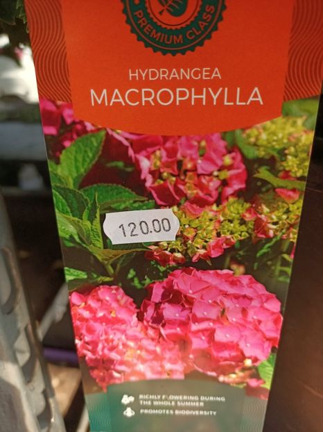 Img.2023.07.10 - Hortensia varietăți