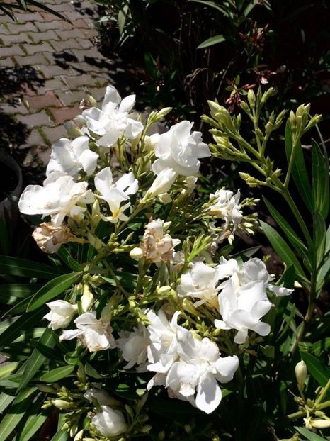  - mont blanc leandru nr 22