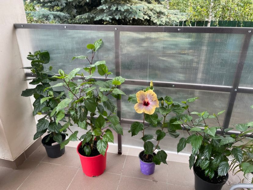 688D309B-120D-4755-B49E-CEF8E3932224 - 001 - Hibiscusi