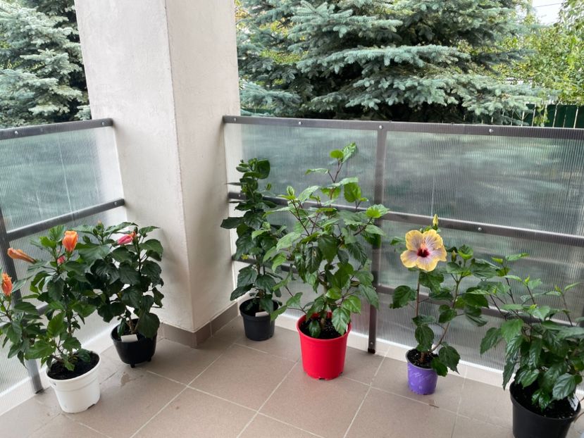 09E8D612-21AD-4586-B23A-2B5E275864E9 - 001 - Hibiscusi