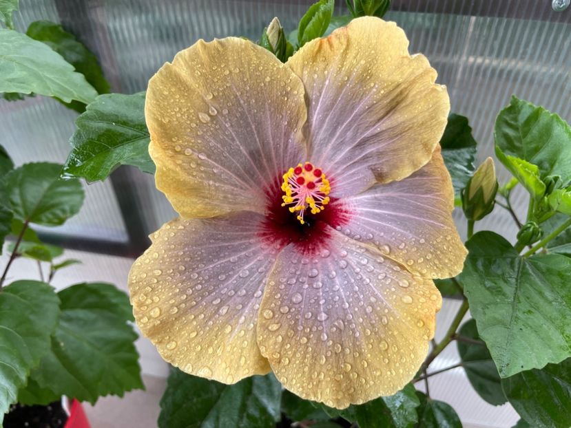 HD 1438 - 001 - Hibiscusi