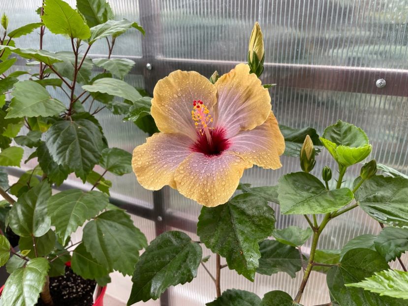 F2B3C6A8-DA3F-4583-BB61-D9DE3F4C6C63 - 001 - Hibiscusi