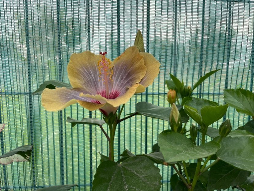 EC638874-CD0C-495C-AAD8-C7B987FB9469 - 001 - Hibiscusi