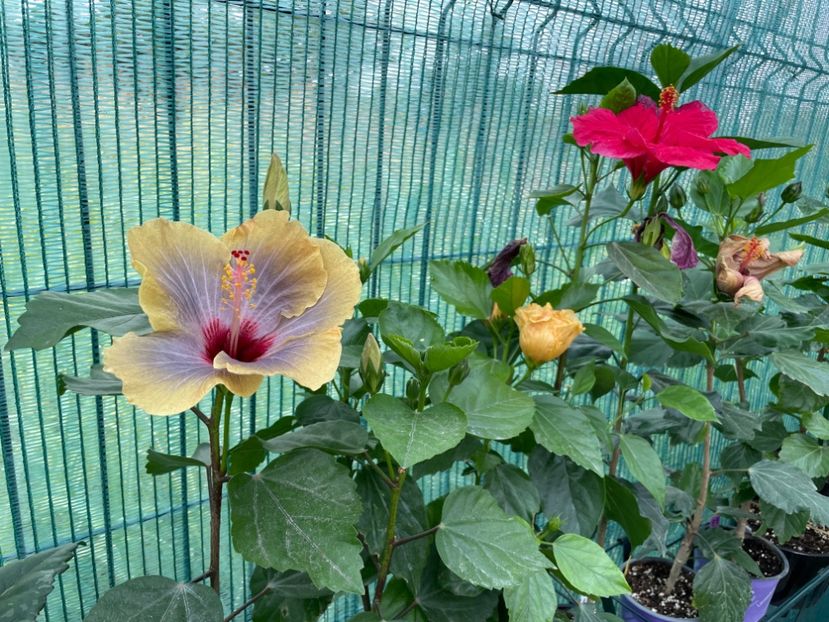 9E0407EE-67CF-4D2E-91CB-6D4C161D553C - 001 - Hibiscusi