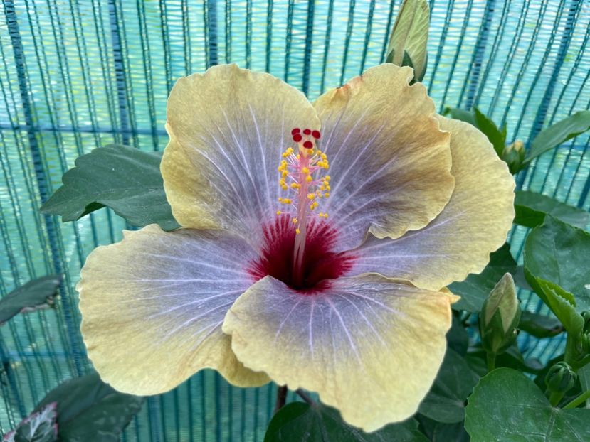 17B2C9C4-00EF-4748-9DFC-38ABAC49DECD - 001 - Hibiscusi