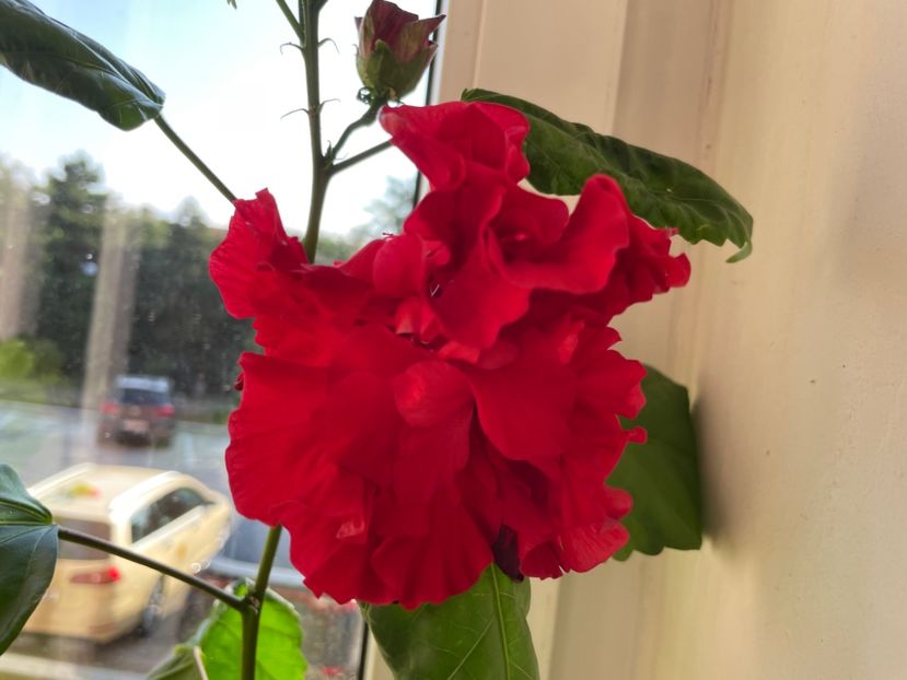 Dianthoides - 001 - Hibiscusi