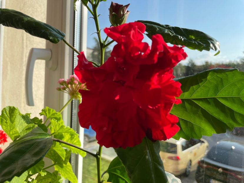 F5C8FA3C-1E6A-45A2-B5D4-CBAC20A46C6B - 001 - Hibiscusi