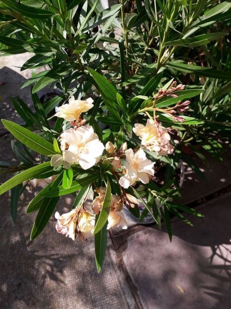  - opalos balerina nr 62