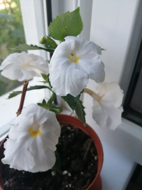  - White Glory