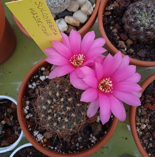  - Sulcorebutia breviflora v haseltonii