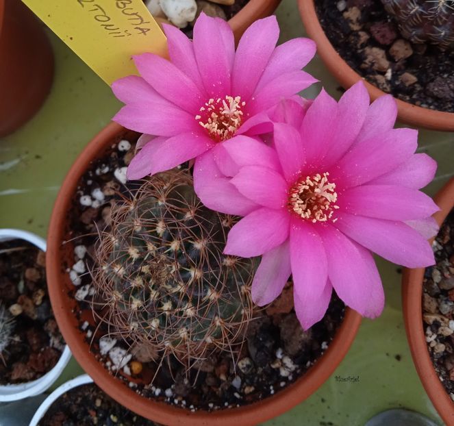  - Sulcorebutia breviflora v haseltonii