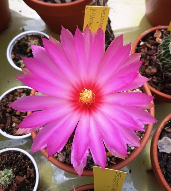  - Thelocactus bicolor Huizache