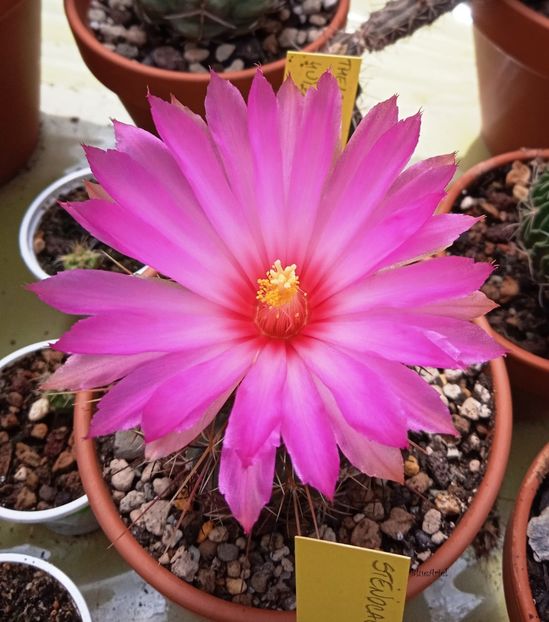  - Thelocactus bicolor Huizache