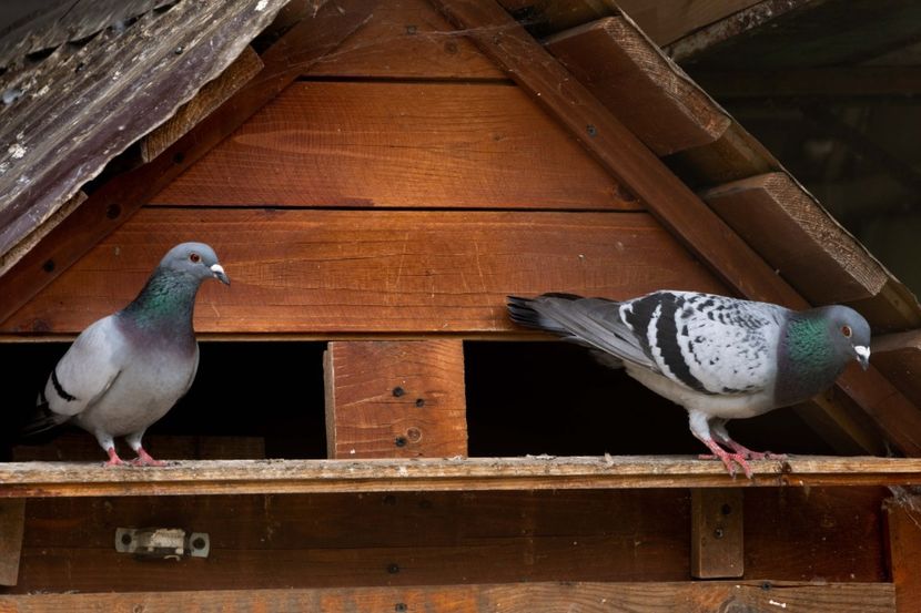 TSD08094 - 2023 PORUMBEI