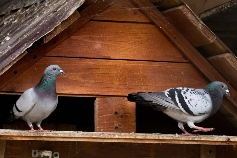 TSD08093 - 2023 PORUMBEI