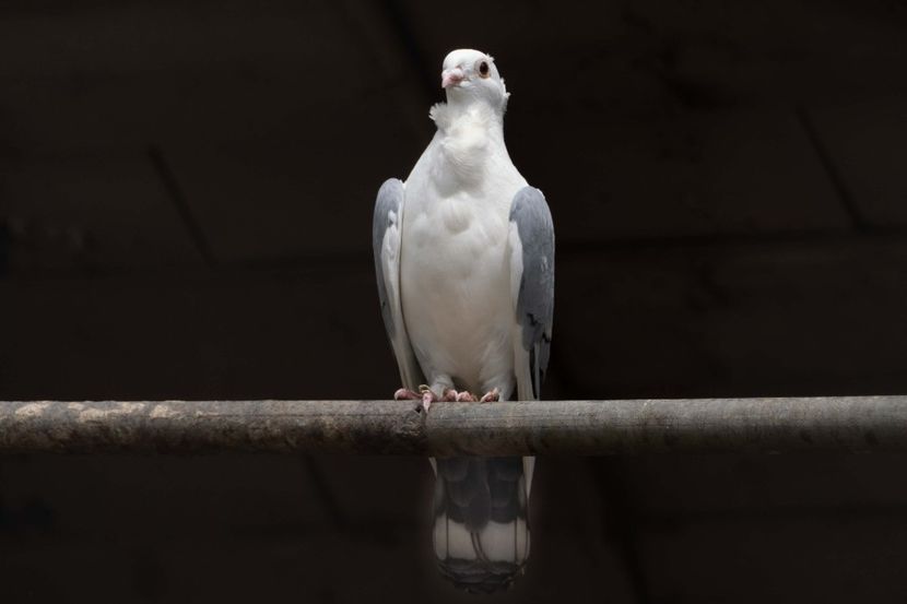 TSD08075 - 2023 PORUMBEI