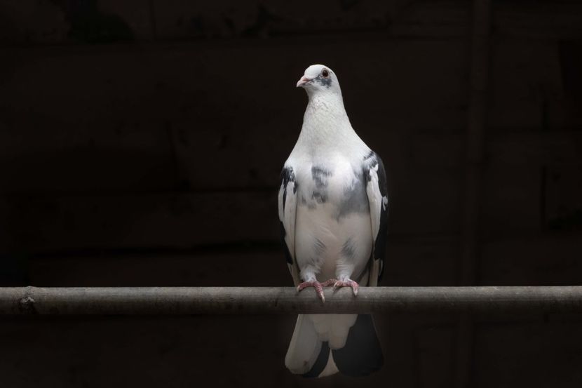 TSD08074 - 2023 PORUMBEI