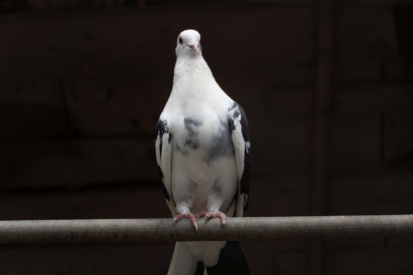 TSD08073 - 2023 PORUMBEI