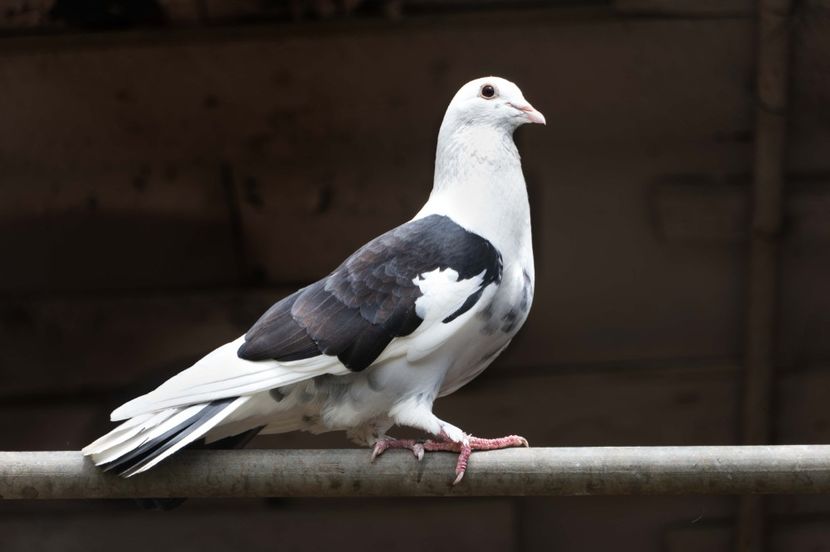 TSD08072 - 2023 PORUMBEI