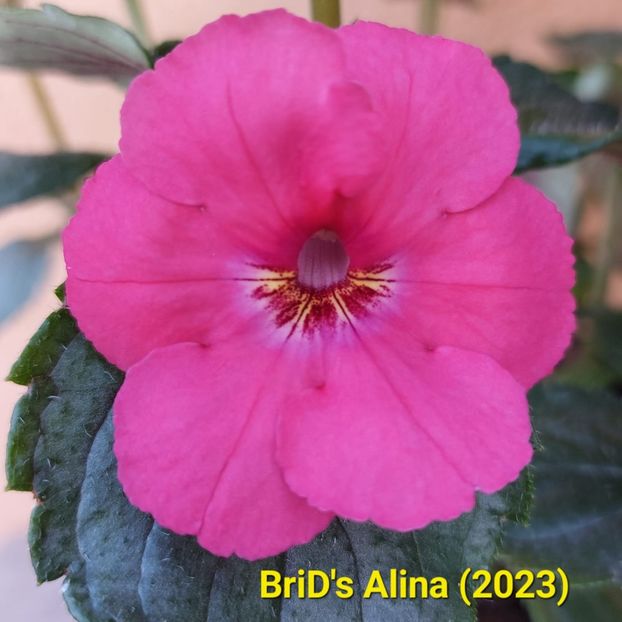Img-2023.06.28 - Achi BriDs 2023