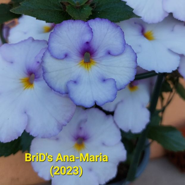 Img-2023.06.27 - Achi BriDs 2023