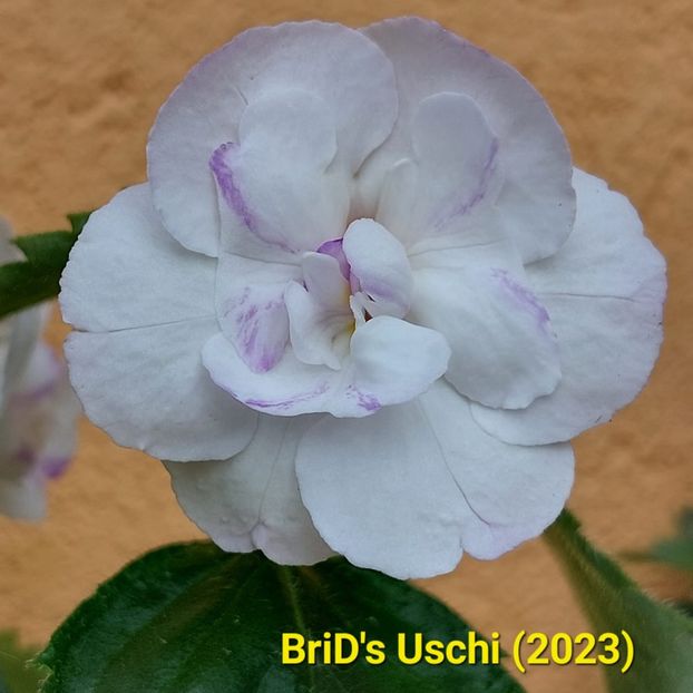 Img-2023.06.28 - Achi BriDs 2023