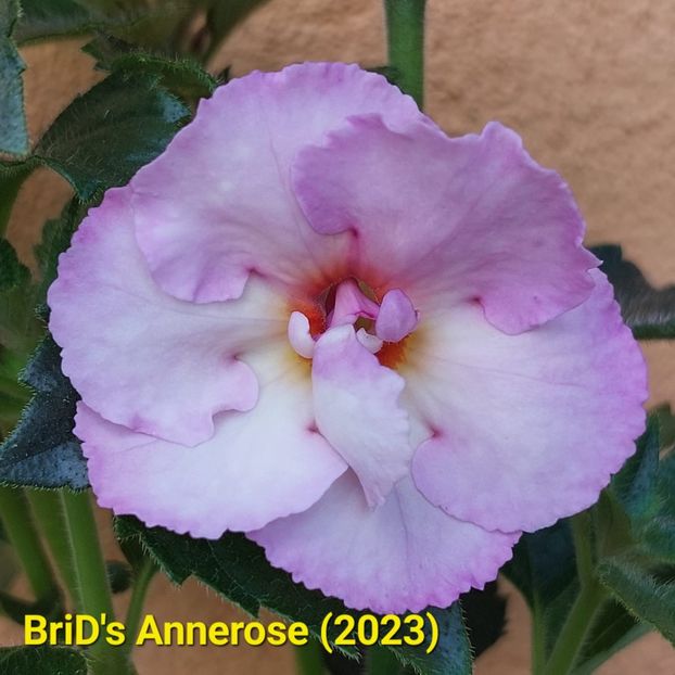 Img-2023.06.30 - Achi BriDs 2023