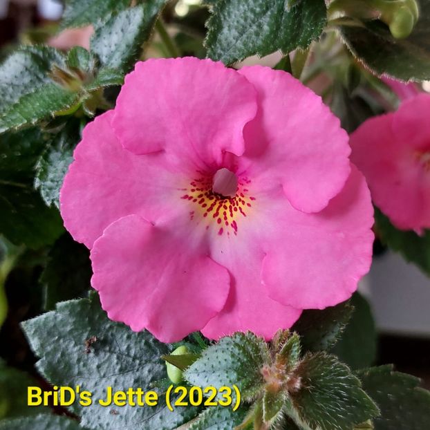 Img-2023.06.30 - Achi BriDs 2023