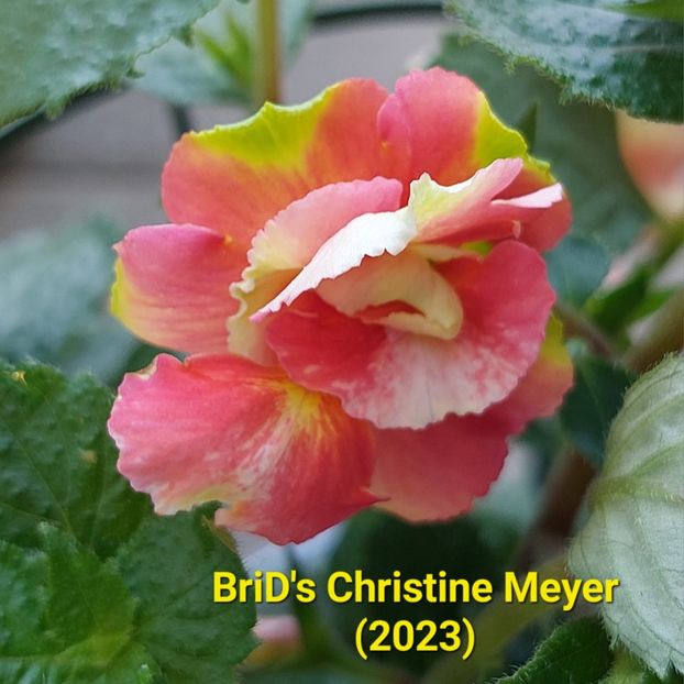 Img-2023.07.02 - Achi BriDs 2023