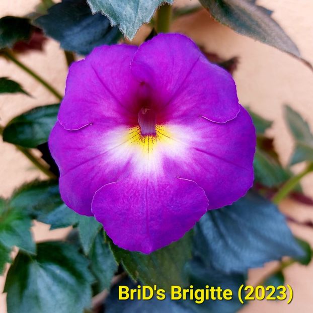 Img-2023.07.02 - Achi BriDs 2023