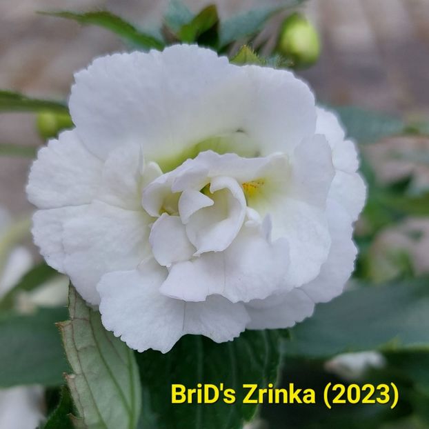 Img-2023.07.03 - Achi BriDs 2023