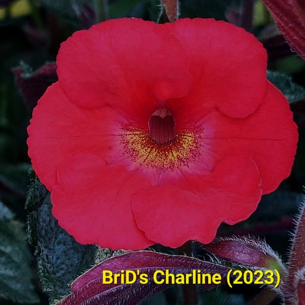 Img-2023.07.05 - Achi BriDs 2023