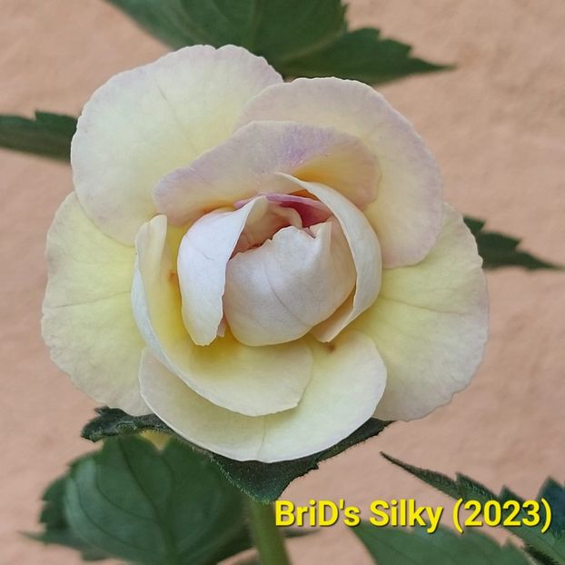 Img-2023.06.18 - Achi BriDs 2023