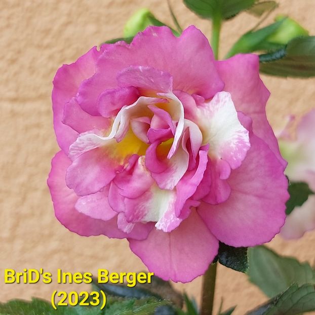 Img-2023.07.01 - Achi BriDs 2023