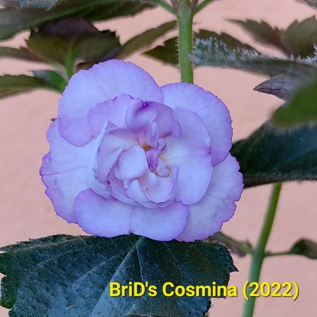 IMG-20230708-WA0014 - Achi din semințe BriDs 2022