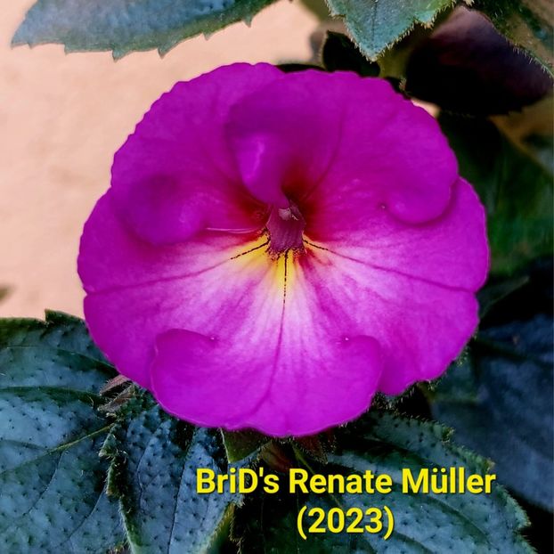Img-2023.07.09 - Achi BriDs 2023