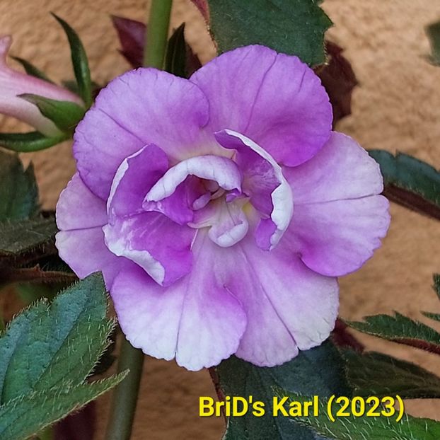 Img-2023.07.09 - Achi BriDs 2023