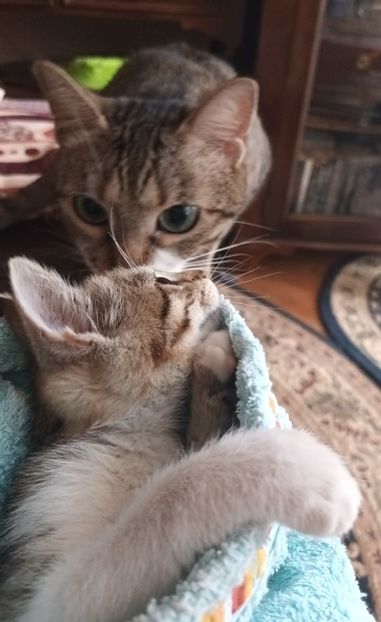 Melly tare curioasa - Povestea unui pisic mic