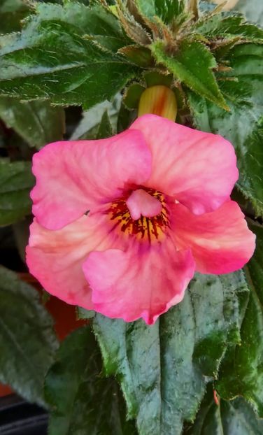Christmas Lollipop - Achimenes 2023
