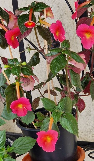  - Peach Cascade p
