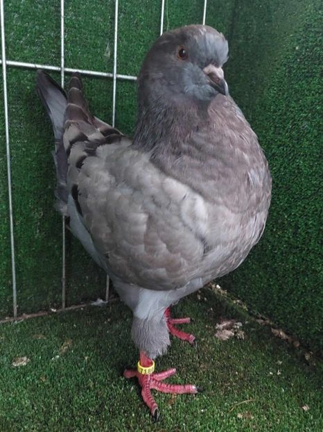 0-1 vanduta - King 2023